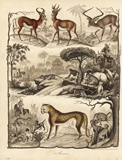 Cheetah hunting gazelle and impala Cheetah hunting gazelle and impala