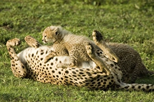Cheetah - Mother playing with her cub Cheetah - Mother playing with her cub