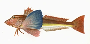 Chelidonichthys lucerna, or Tub Gurnard Chelidonichthys lucerna, or Tub Gurnard