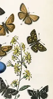 Prints of CHEQUERED SKIPPER (number 11). Date: 1889 Chequered Skipper Prints: Chequered Skipper Print 1889 by Number 11