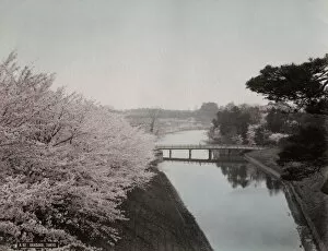 Akasaka Collection: Cherry blossom & moat in Akasaka area of Tokyo, Japan