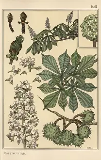 Pochoir Handcoloring Technique Prints: Chestnut tree botanical study