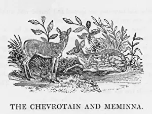 Bewick Prints: Chevrotain (Bewick)