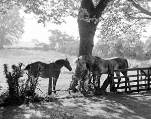 Chigwell, Essex shady trees with horses Chigwell, Essex shady trees with horses