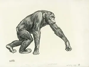 Prints of Chimpanzee walking on all fours Chimpanzee Prints: Chimpanzee Walking on All Fours Print by Unknown Artist