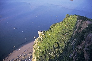 Chinese egret - nesting colony on cliff top Chinese egret - nesting colony on cliff top