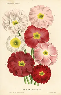 Chinese primrose varieties, Primula sinensis Chinese primrose varieties, Primula sinensis