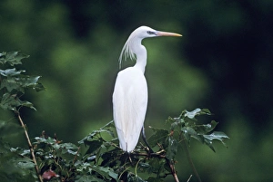 CHINESE / Swinhoes EGRET - back view CHINESE / Swinhoes EGRET - back view