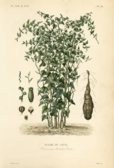 Chinese yam or cinnamon-vine, Dioscorea polystachya Chinese yam or cinnamon-vine, Dioscorea polystachya