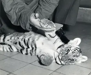 Chipperfield's Circus Tiger Print