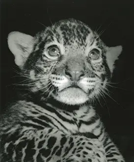 Framed Print : Chipperfield's Circus Tiger Print Framed Print : Chipperfield's Circus Tiger Print
