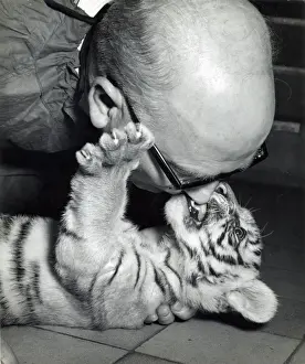 Chipperfield's Circus Tiger Print