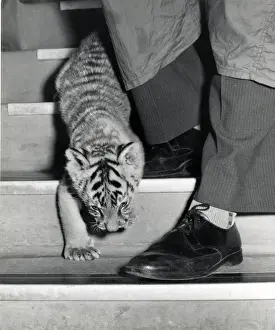 Chipperfield's Circus Tiger Print