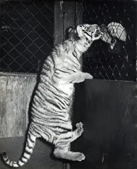 Chipperfields Circus Tiger Print