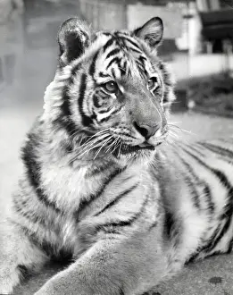Chipperfields Circus Tiger Print