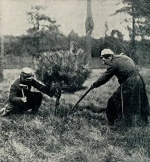 Christmas at the Front: Soldiers chopping down a tree 1914 Christmas at the Front: Soldiers chopping down a tree 1914