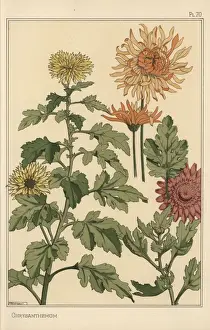 Historical Plant Illustrations Prints: Chrysanthemum botanical study