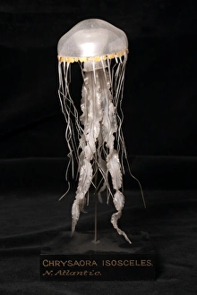 Chrysaora isosceles, jellyfish model Chrysaora isosceles, jellyfish model