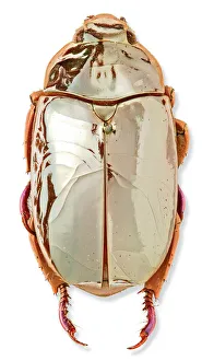 Chrysina limbata, silver chafer beetle Chrysina limbata, silver chafer beetle
