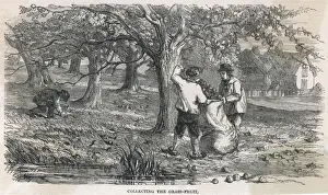 Cider Apple Picking Print
