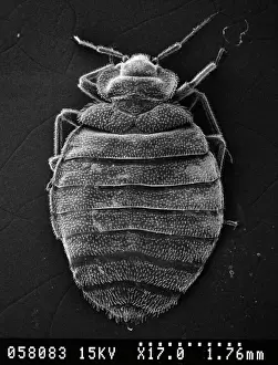 Prints of Scanning electron microscope image of a bed bug (x 17). The sucking mouthparts enable the feeding bedbugs to pierce the hosts tissues and siphon out a blood meal Bed Bug Prints: Scanning Electron Microscope Print of Cimex lectularius, Bed Bug