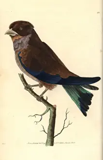 George Shaw Natural History Books Prints: Cinnamon or broad-billed roller, Eurystomus glaucurus