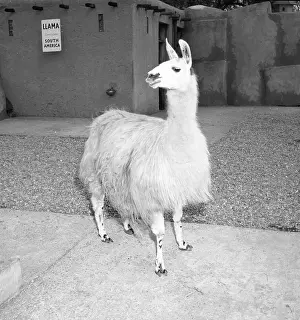 Zoo Animals Prints: Llama