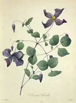 Prints of Painting by Pierre Joseph Redoute (1759-1840), from his publication Choix des plus belles fleurs (The Most Beautiful Flowers), c. 1827-33 Botanical Prints: Clematis viticella Print from Choix des plus belles fleurs