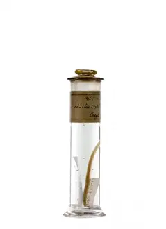 Natural History Museum Collection Prints: Clinus crinitus