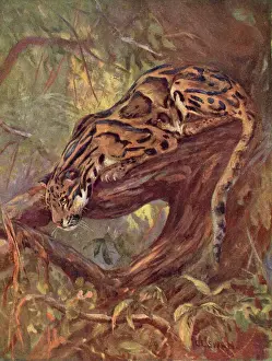 Prints of A clouded leopard on a tree. (neofelis nebulosa) Leopard Prints: Clouded Leopard Print - A Clouded Leopard on a Tree