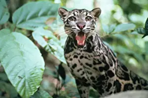 Prints of Clouded LEOPARD - snarling (Neofelis nebulosa). Distribution: Nepal - South China. Sumatra, Borneo and Taiwan Clouded Leopard Prints: Clouded Leopard Print - Neofelis nebulosa, Nepal to South China