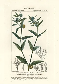 Coarse stinkweed, Opercularia aspera Coarse stinkweed, Opercularia aspera