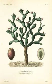 Cochineal cactus, Nopalea cochenillifera Cochineal cactus, Nopalea cochenillifera
