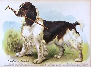 Vintage Dog Breeds Prints: Cocker Spaniel (Anon)