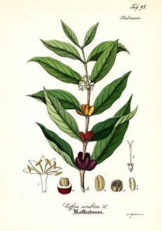 Coffee plant, Coffea arabica Coffee plant, Coffea arabica