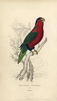 Handcolored Steel Engraving Prints: Collared lory, Phigys solitarius