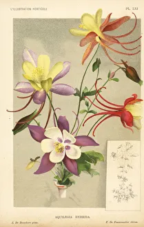 Columbine hybrids raised from Aquilegia glandulosa Columbine hybrids raised from Aquilegia glandulosa