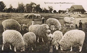 Comic exaggeration card - The Wool Producers of Canada Comic exaggeration card - The Wool Producers of Canada