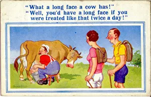 Comic postcard, Long-faced cow being milked Comic postcard, Long-faced cow being milked