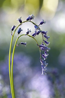 Common Bluebell - flowering plant - mass flowering Common Bluebell - flowering plant - mass flowering