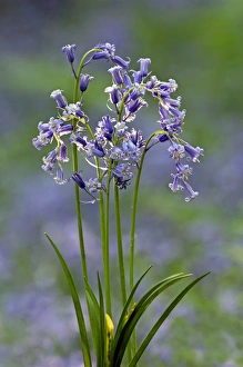Common Bluebells flowering en mass - copse wood Common Bluebells flowering en mass - copse wood