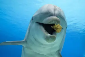 Bottlenose Dolphin Behavior Prints: Common Bottlenose Dolphin - playing with leaf