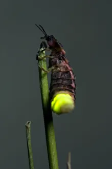 Common Glow-worm - female - glowing on a cut grass stalk to attract males - late in Common Glow-worm - female - glowing on a cut grass stalk to attract males - late in