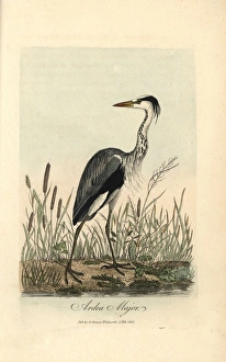 Common heron, Ardea major, Grey heron, Ardea cinerea Common heron, Ardea major, Grey heron, Ardea cinerea