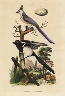 Common magpie, Pica pica, and white-throated Common magpie, Pica pica, and white-throated