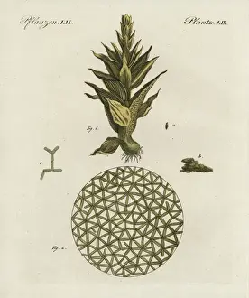 Copperplate Engraving Art History Prints: Common moss, Phascum cuspidatum, and pond algae