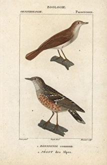 Common nightingale, Luscinia megarhynchos Common nightingale, Luscinia megarhynchos