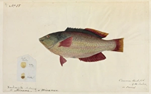 Common rock fish illustration by Robert Neill Common rock fish illustration by Robert Neill
