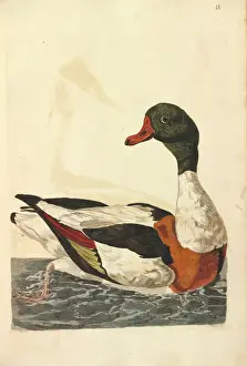 Prints of Illustration of a Common Shelduck by Peter Pallou Common Shelduck Prints: Common Shelduck Print by Peter Pallou
