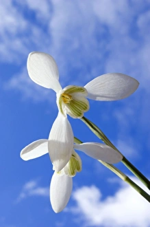 Common Snowdrop - flowering plants - spring - March Common Snowdrop - flowering plants - spring - March